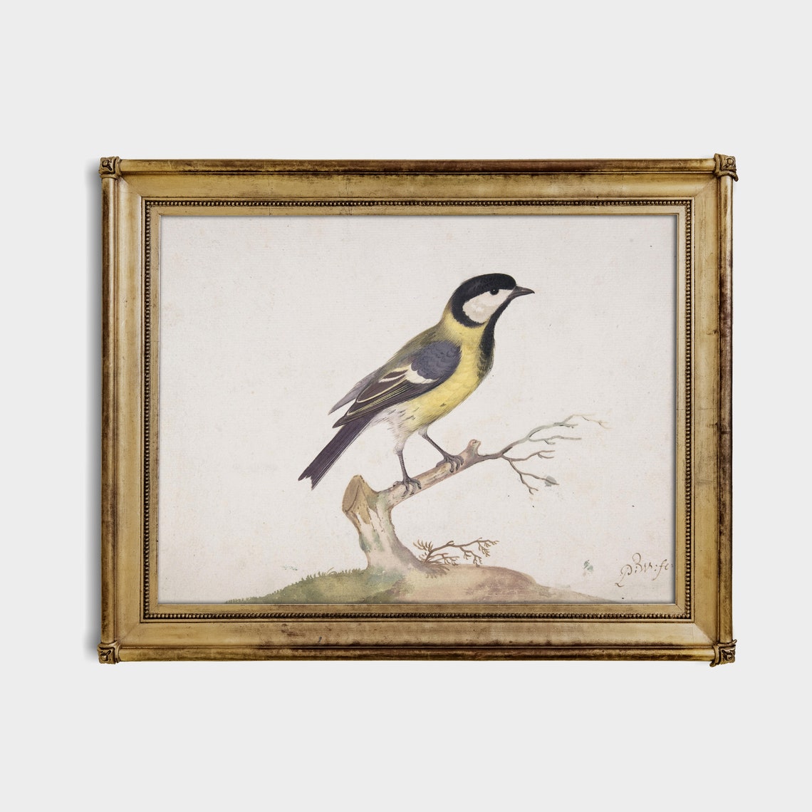 Great Tit Songbird on Bare Branch Vintage Bird Illustration Poster - Image 3