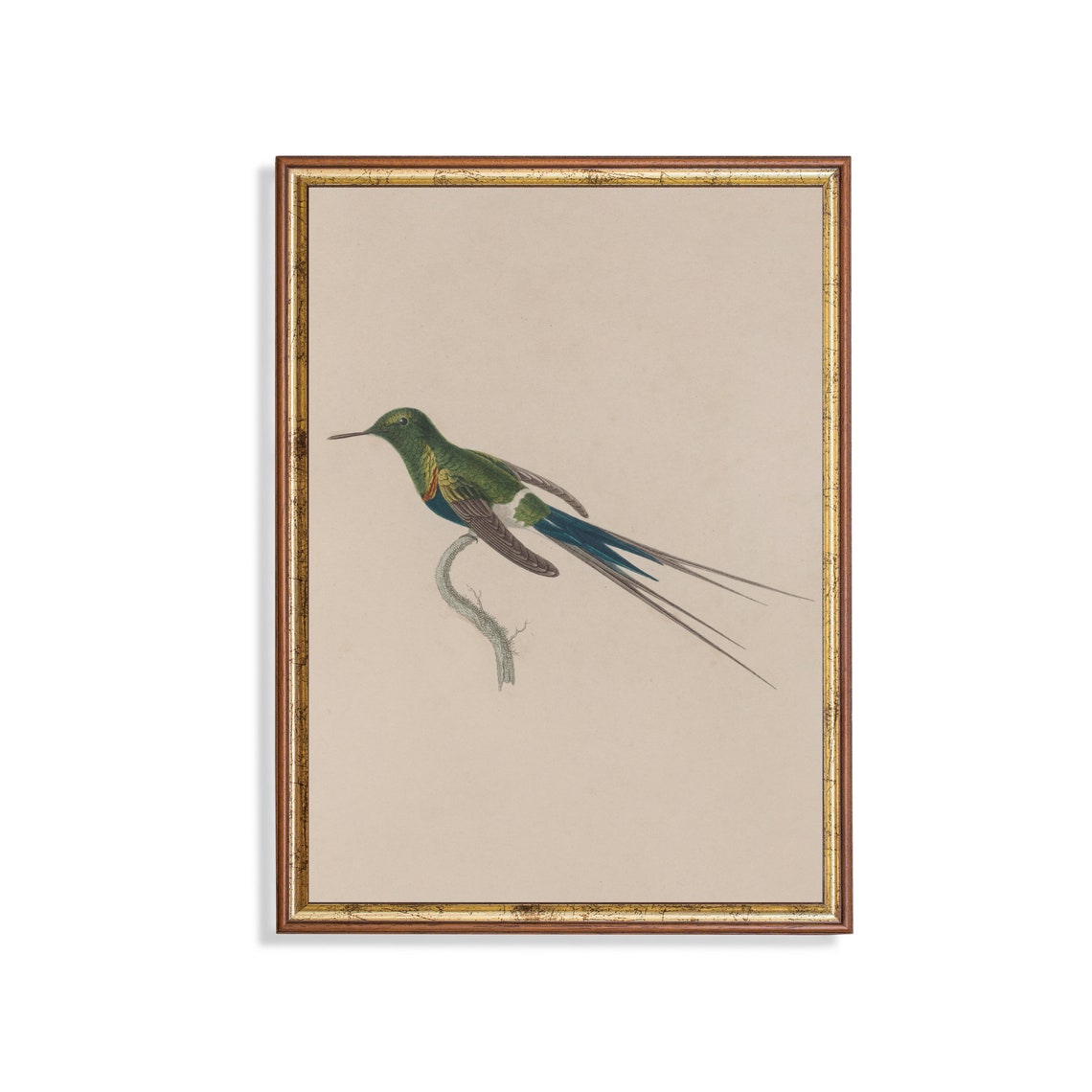 Long Tailed Green Hummingbird Antique Naturalist Bird Study Poster