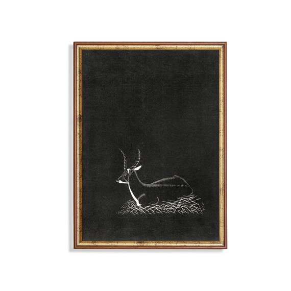 Resting Waterbuck White Line Art on a Black Background Poster