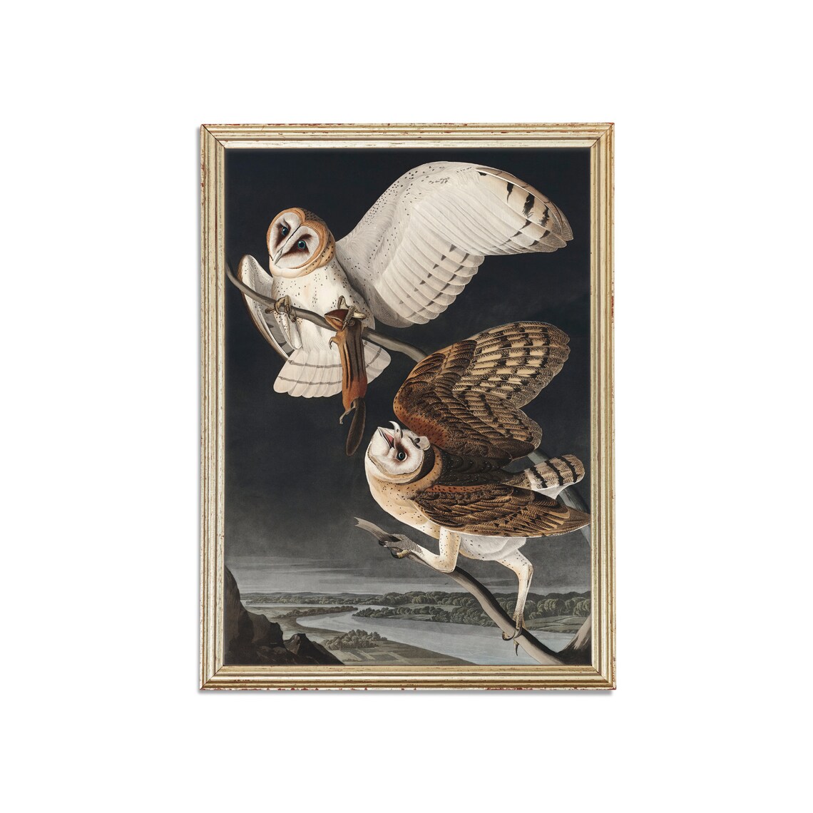 John James Audubon Barn Owl Natural History Illustration Poster - Image 3