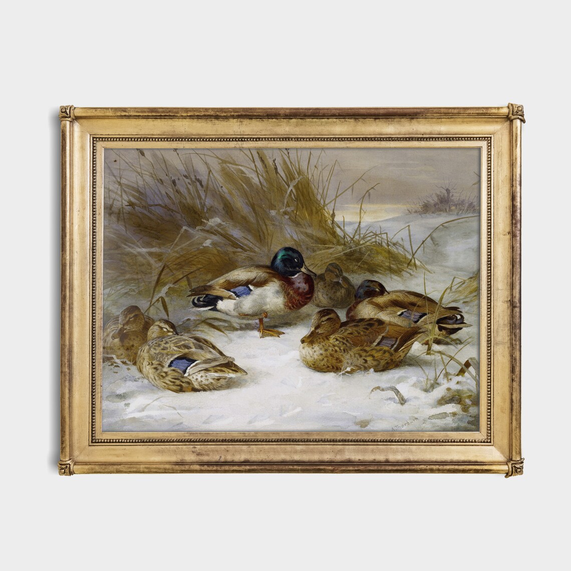 Mallard Ducks Resting In Snowy Reeds Vintage Waterfowl Painting Poster - Image 2