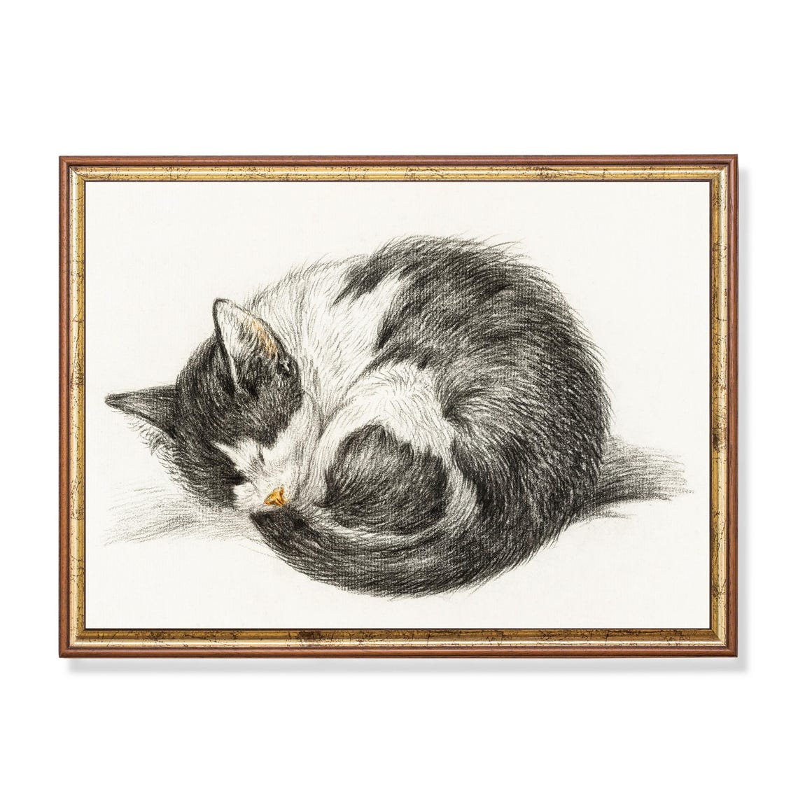 Sleeping Tabby Cat Curled in a Ball Vintage Graphite Sketch Poster