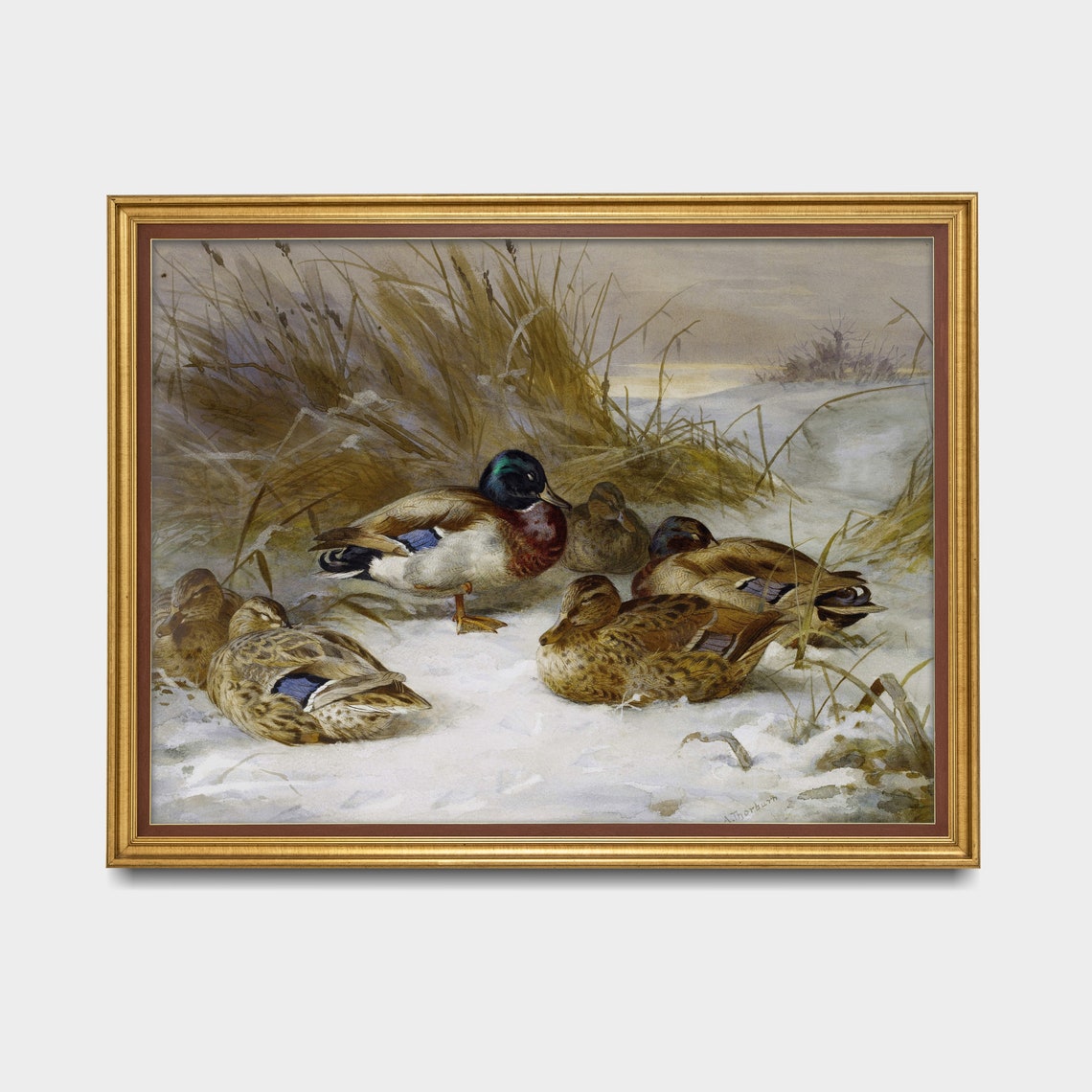 Mallard Ducks Resting In Snowy Reeds Vintage Waterfowl Painting Poster - Image 3