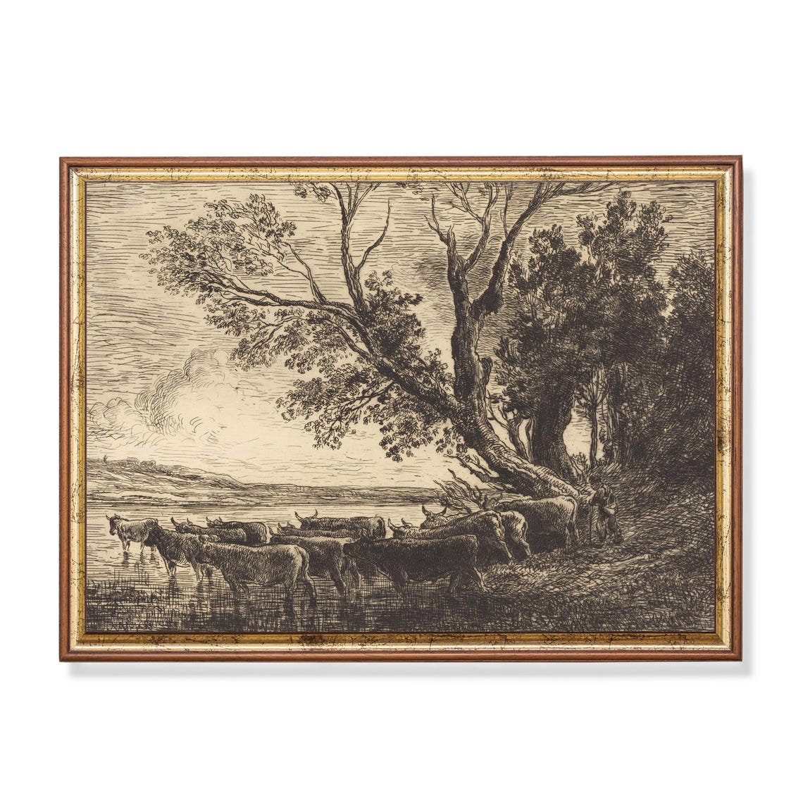 Cattle Watering by a River Etching with Leaning Trees Poster