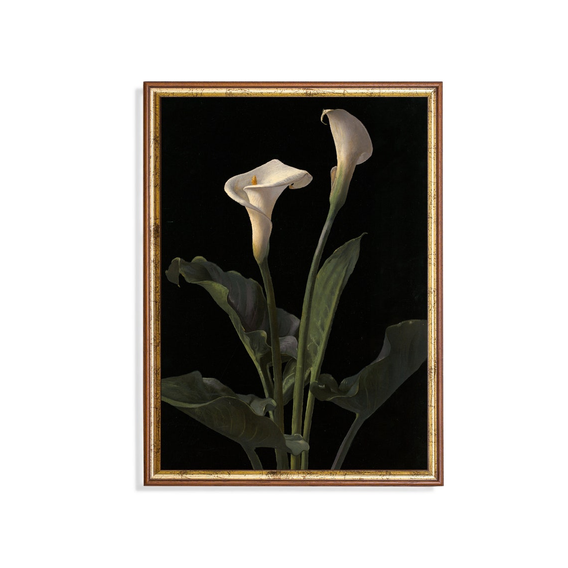 Two White Calla Lilies On Black Background Elegant Floral Art Poster