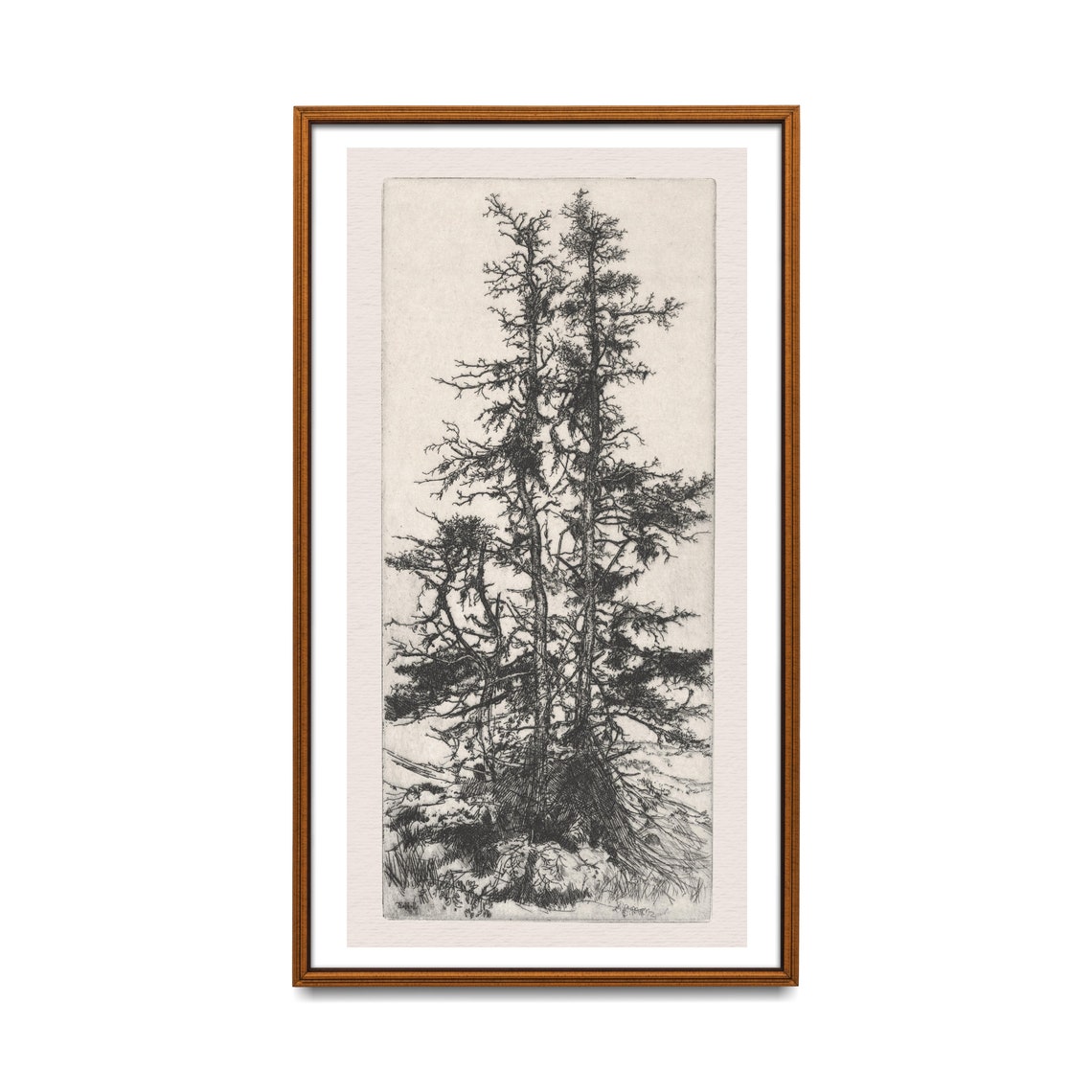 Tall Pines Black and White Etching Antique Tree Study Poster - Image 2