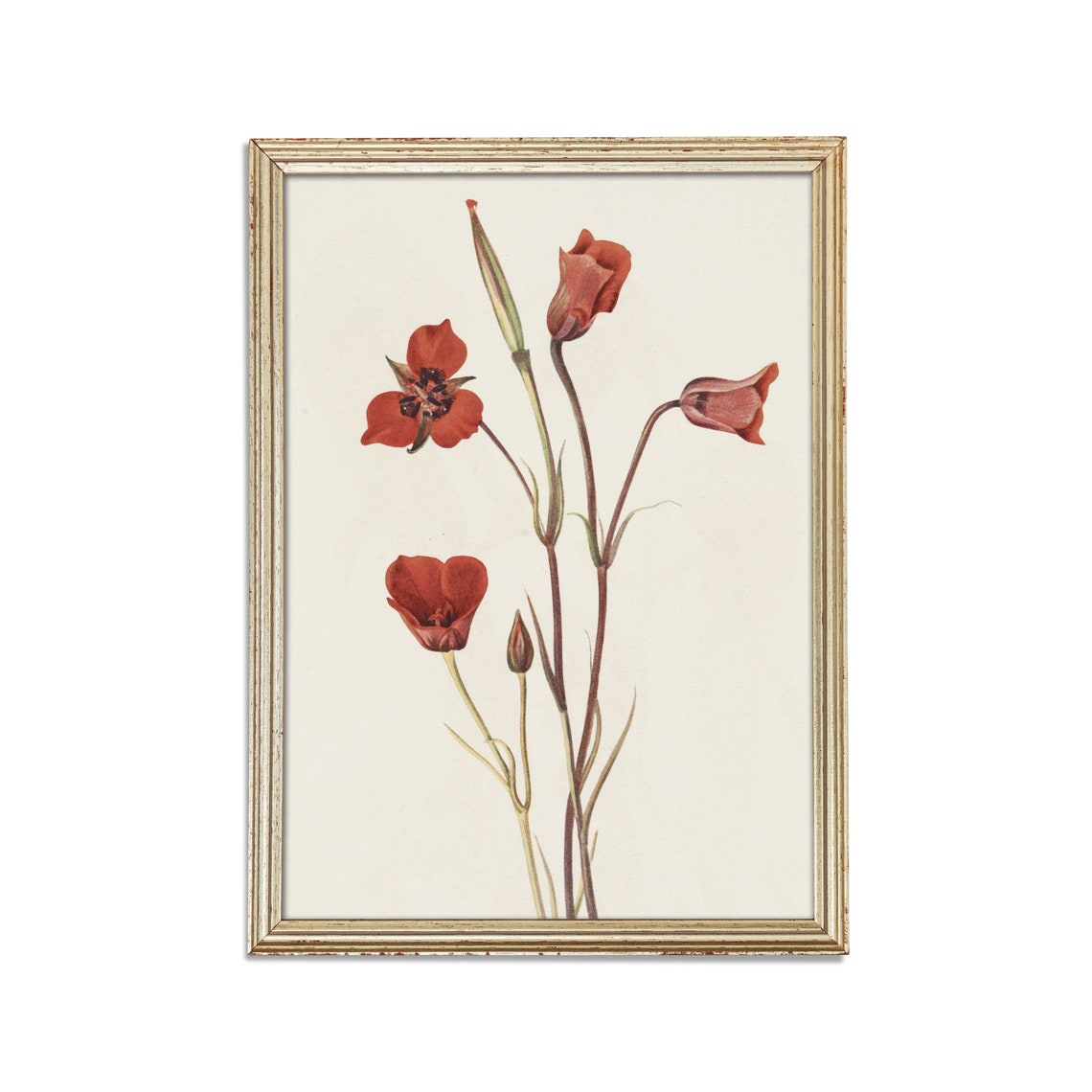 Vintage Red Wildflower Botanical Illustration Cream Style Poster - Image 2