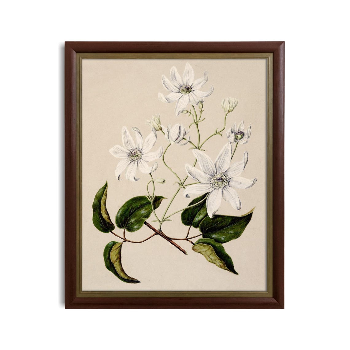 Elegant White Clematis Vintage Botanical Floral Illustration Poster - Image 3