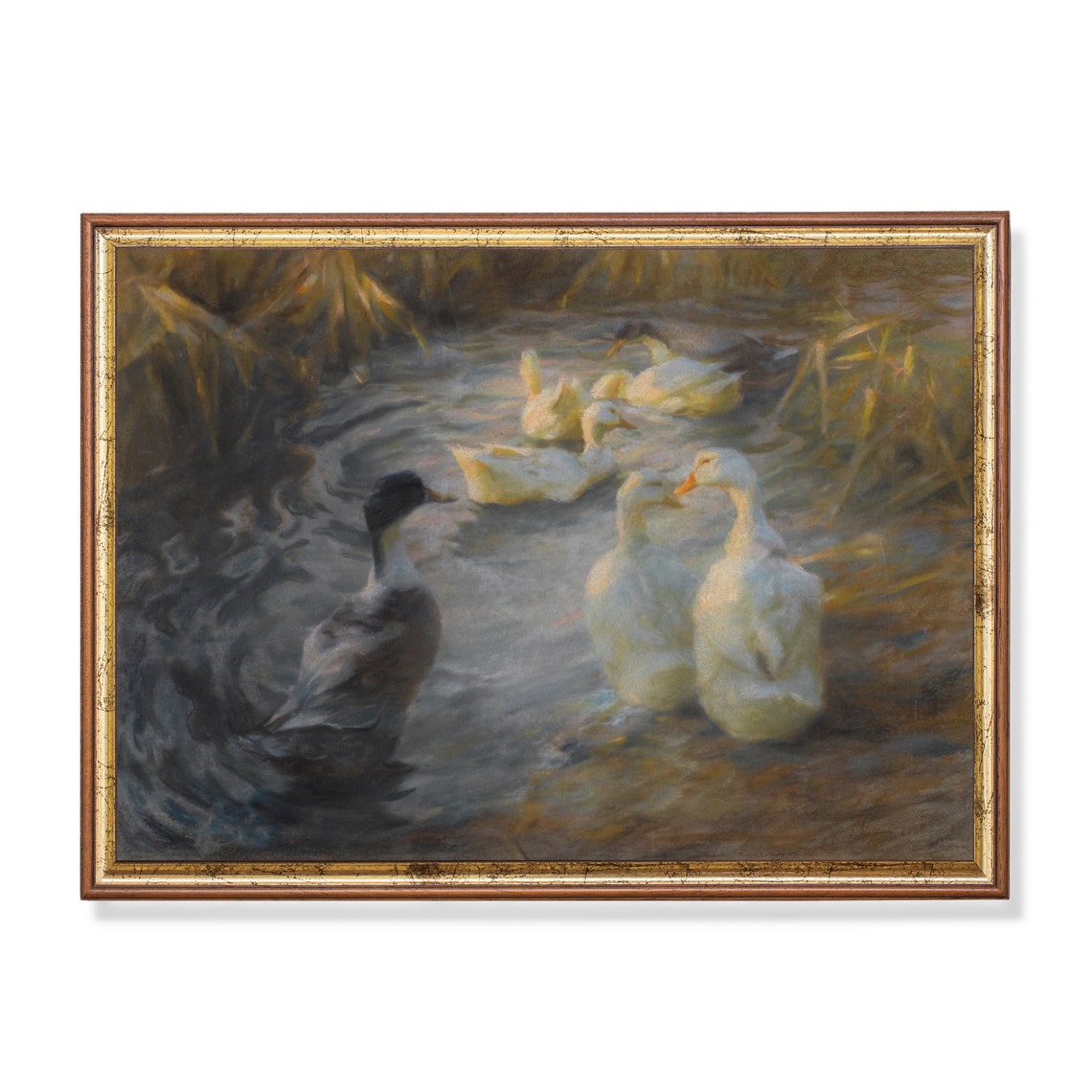 White Ducks and Mallard Swimming in a Reedy Pond Vintage Poster
