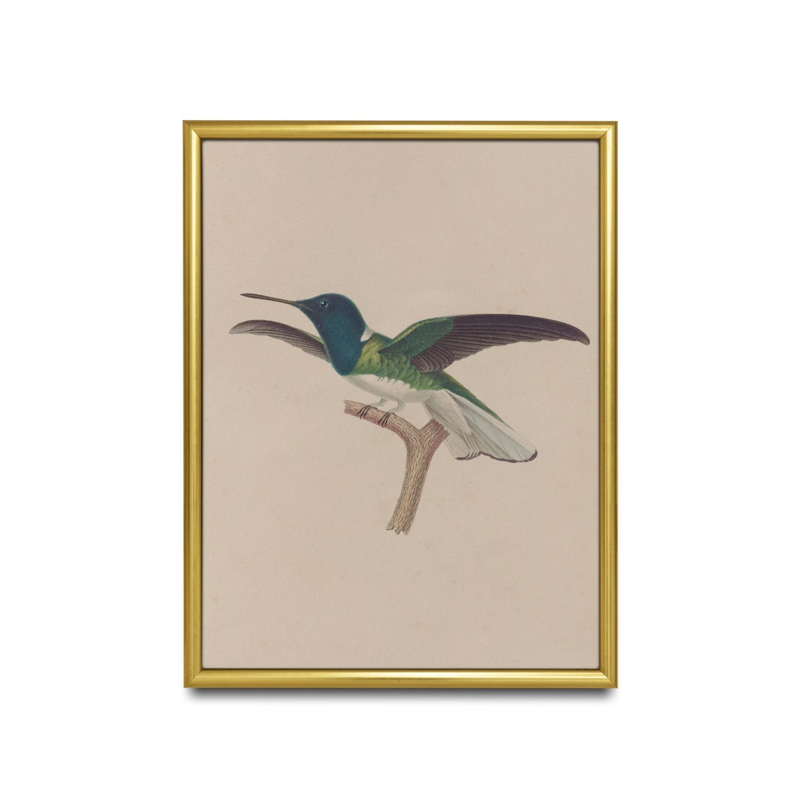 Blue Headed Hummingbird Wings Spread Vintage Bird Study Poster - Image 2
