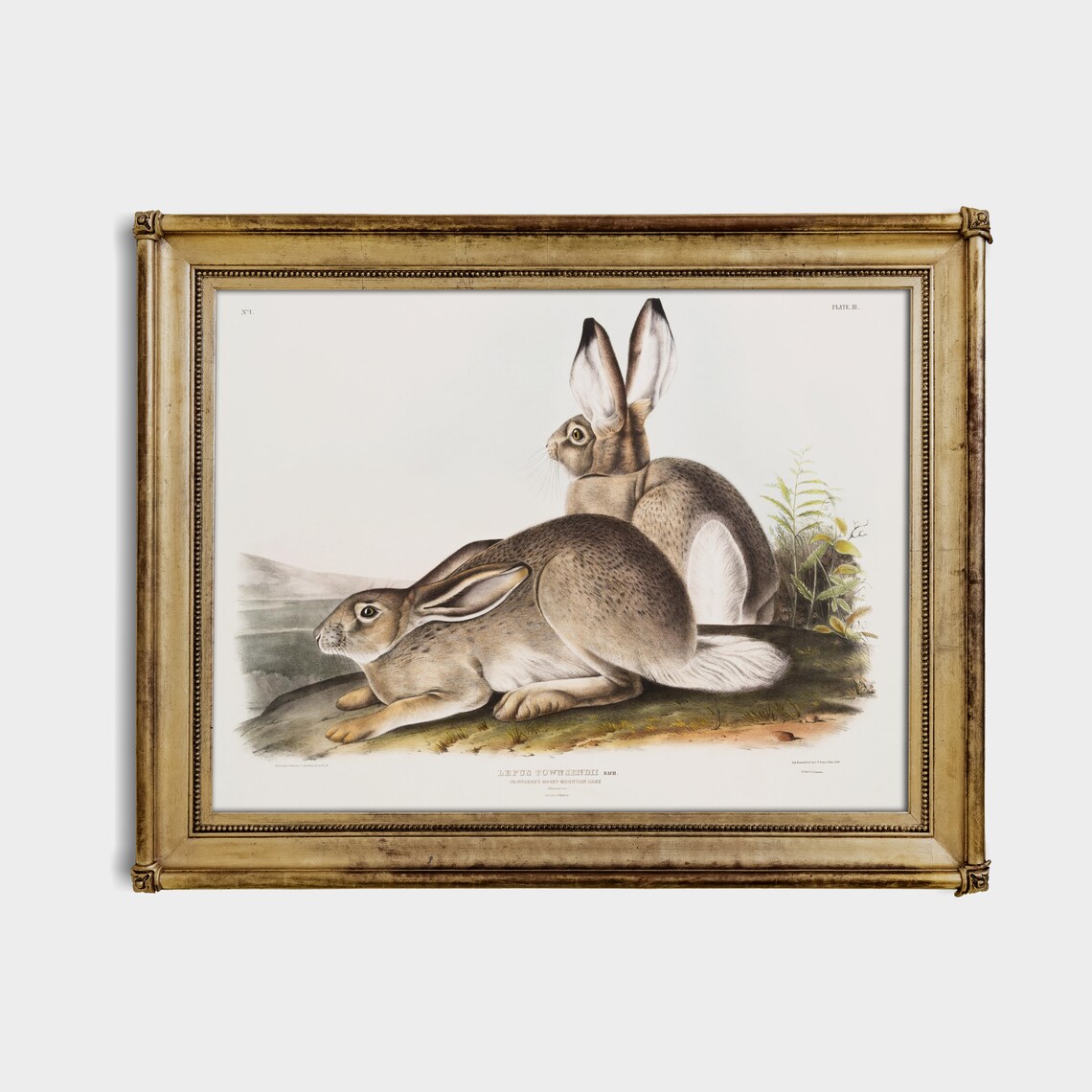 Townsend Jackrabbit Audubon Natural History Plate Vintage Animal Poster - Image 2