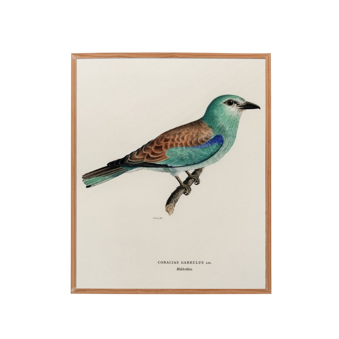 European Roller Bird Antique Ornithology Illustration Poster