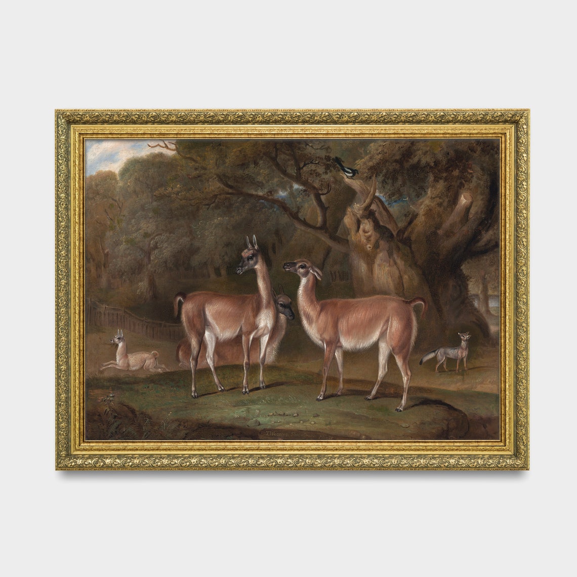 Vintage Guanaco Herd in Woodland Clearing Antique Animal Poster - Image 3