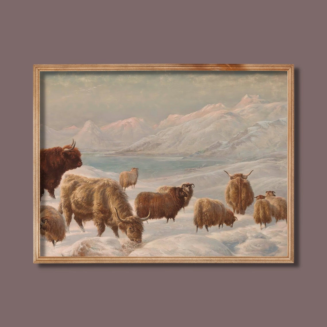 Highland Cattle Herd Grazing in Snowy Mountain Pasture Poster - Image 3