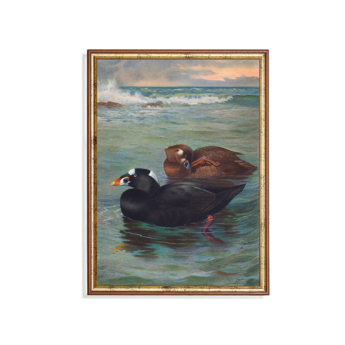 Pair of Surf Scoters Floating Together on a Calm Green Sea Poster