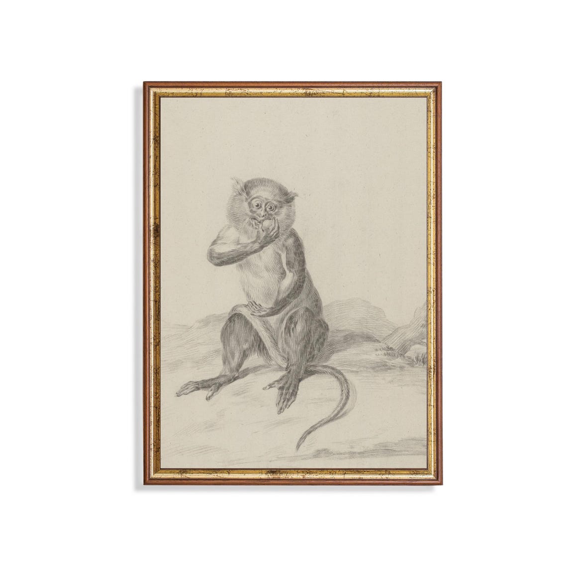 Seated Monkey Eating Fruit Vintage Graphite Animal Sketch Poster