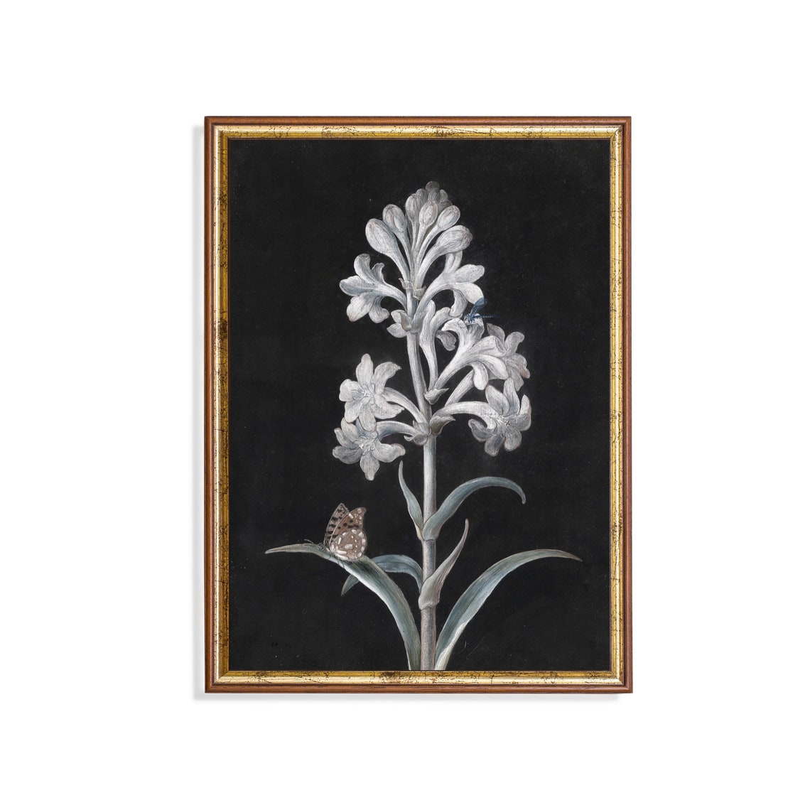 White Hyacinth With Butterfly Vintage Botanical Study On Black Poster