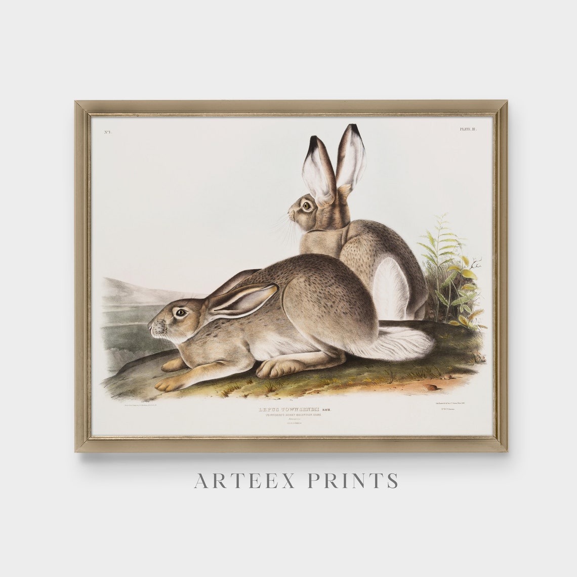 Audubon Townsend's Rocky Mountain Hare Naturalist Art Poster - Image 5