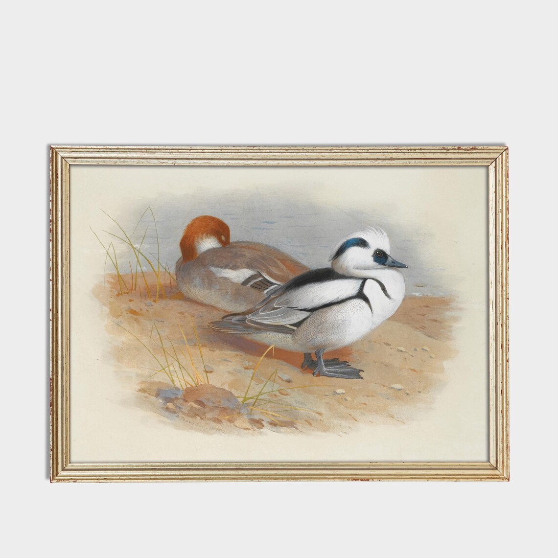 Male And Female Smew Ducks Resting On The Shore Vintage Poster - Image 3