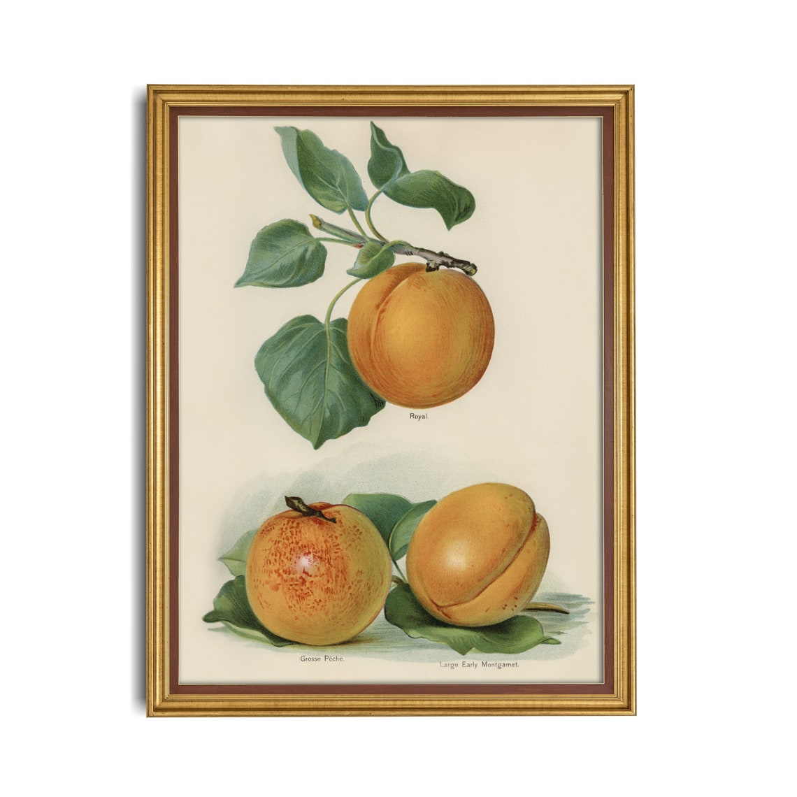 Heirloom Apricot Varieties Royal and Grosse Fiche Botanical Poster - Image 3