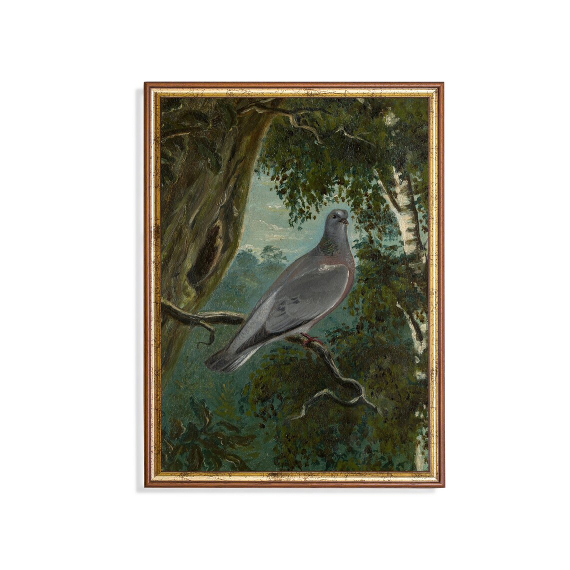 Gray Wood Pigeon Perched on a Mossy Branch in a Woodland Poster