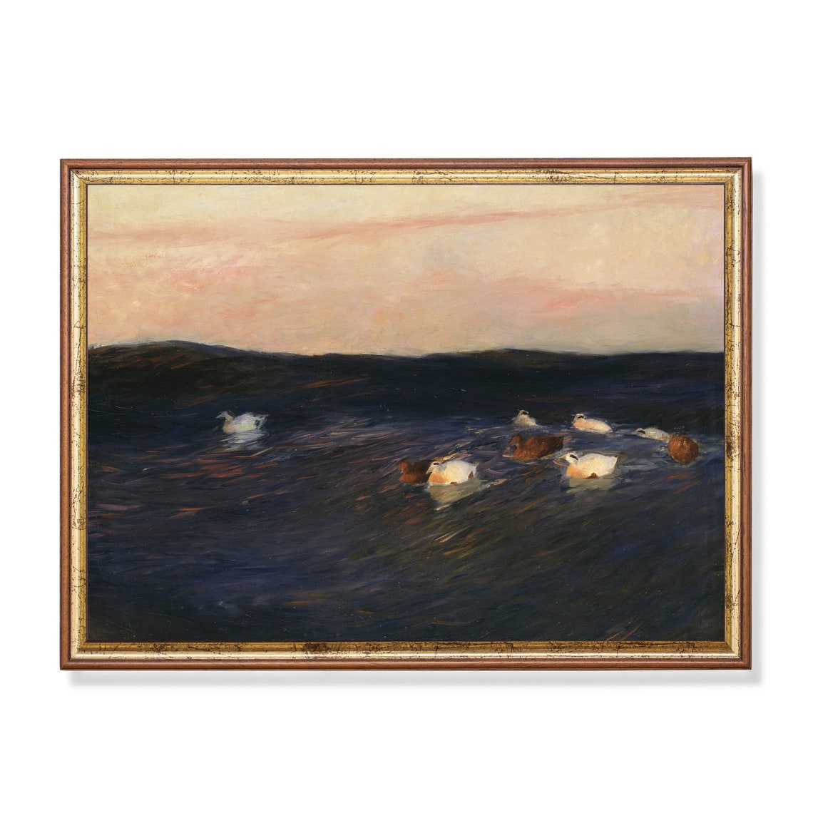 White and Brown Ducks Floating on Dark Water at Pink Sunset Poster
