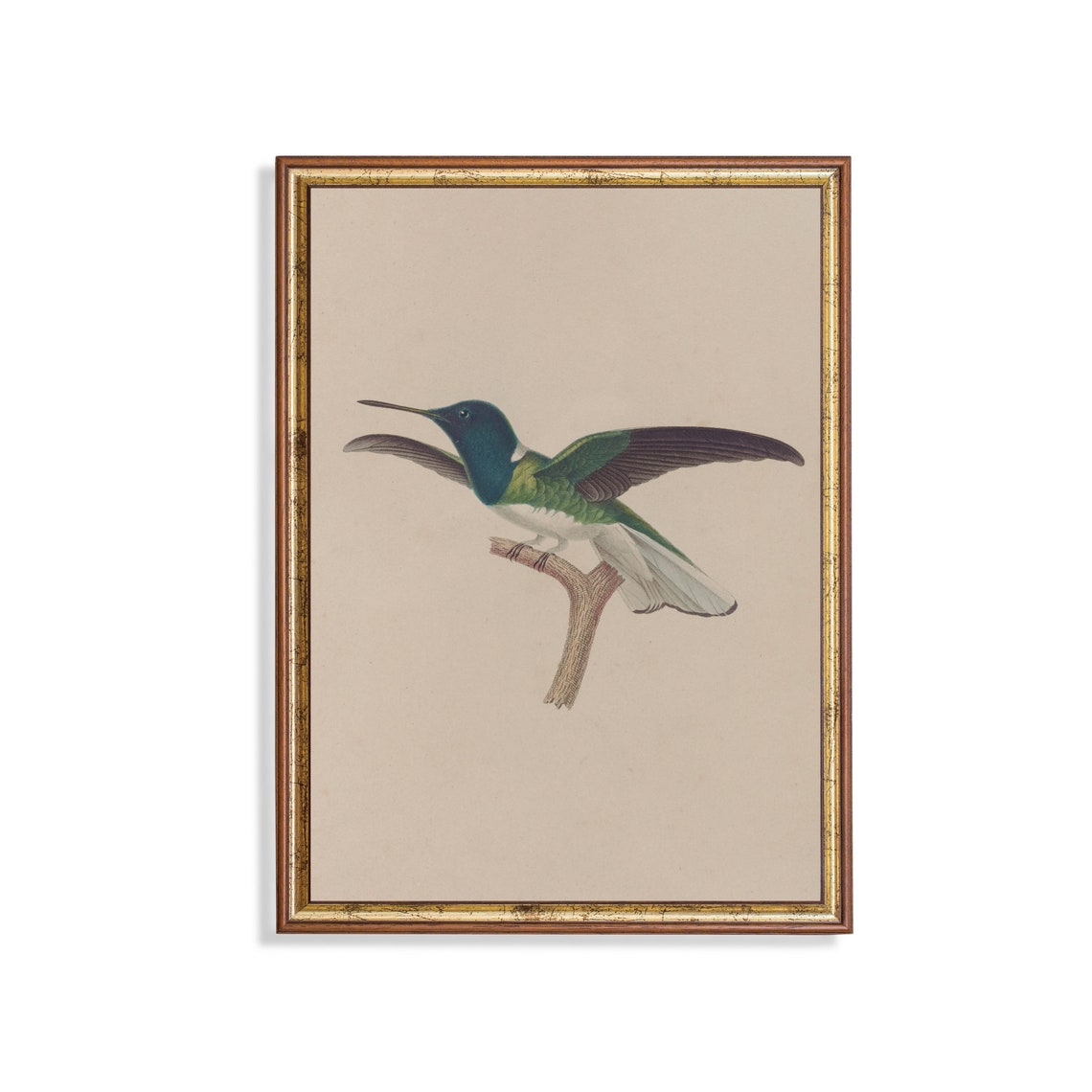 Blue Headed Hummingbird Wings Spread Vintage Bird Study Poster