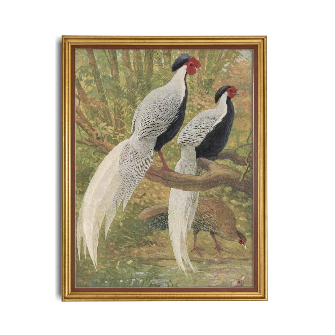 Silver Pheasants On A Forest Branch Antique Bird Plate Poster - Image 4
