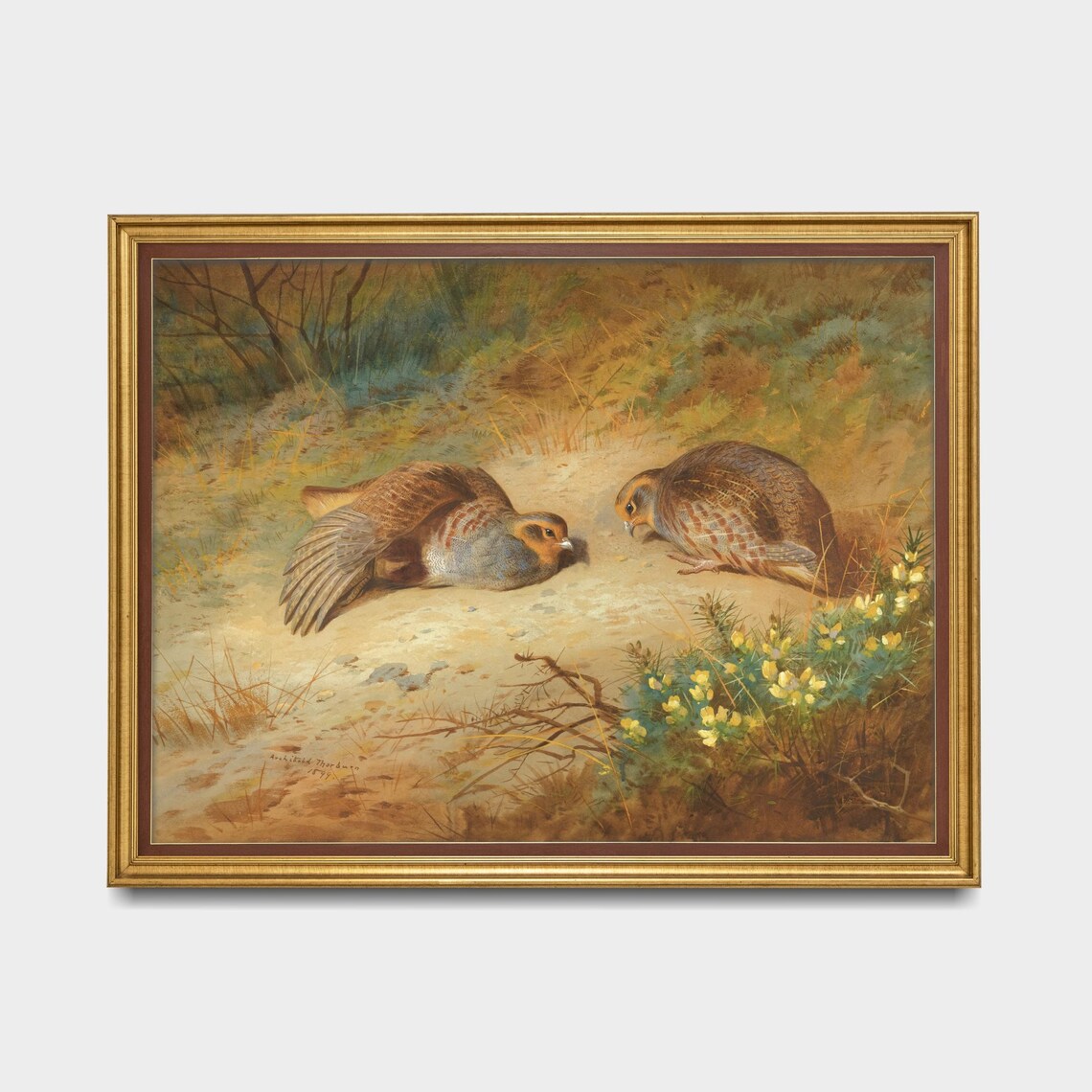 Pair Of Grey Partridges Resting In A Field Vintage Bird Poster - Image 5