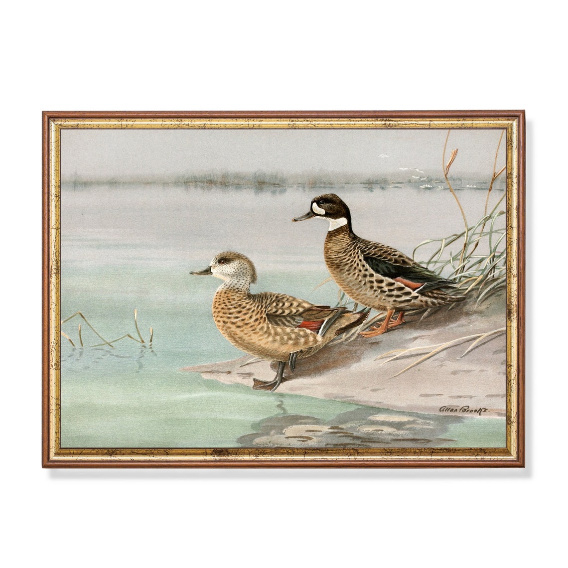 Two Spotted Ducks by the Water Vintage Allan Brooks Birds Poster