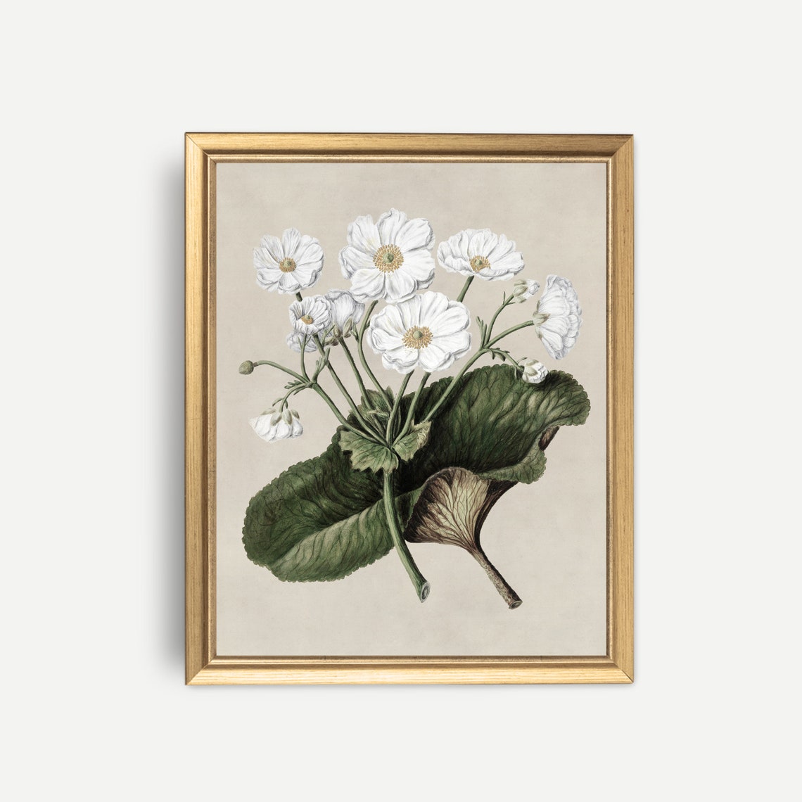 White Mountain Lily Botanical Study Antique Floral Sketch Print - Image 3