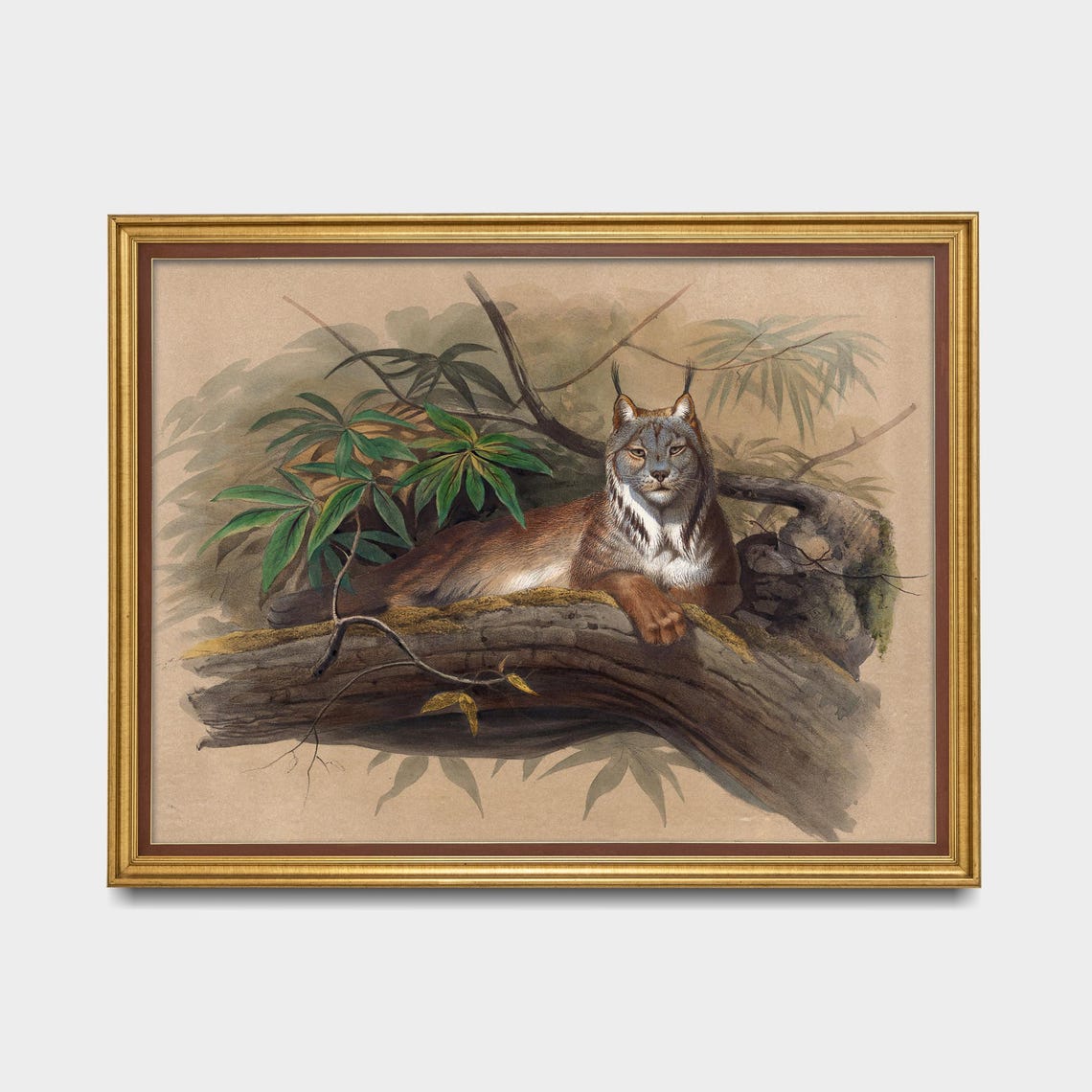 Canadian Lynx Resting on a Tree Branch Vintage Wildlife Poster - Image 5
