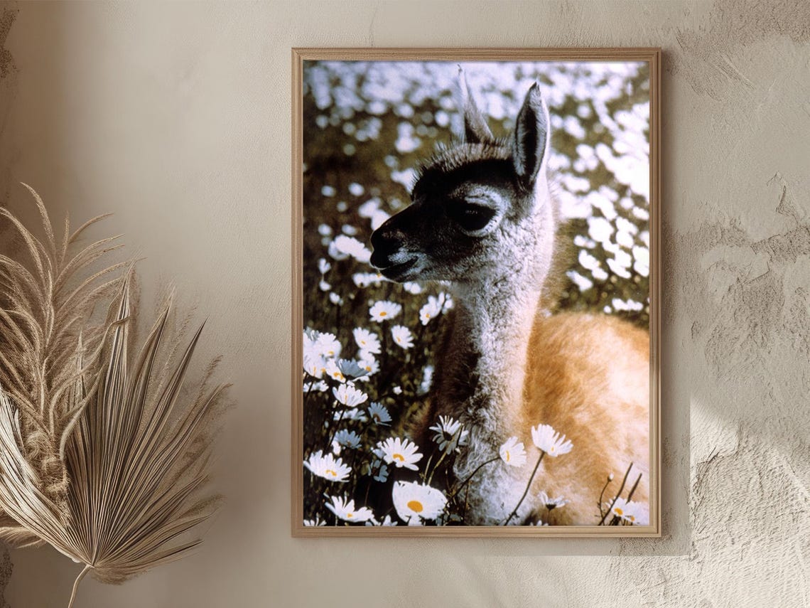 Peru Young Llama Among White Daisies Meadow Vintage Animal Poster