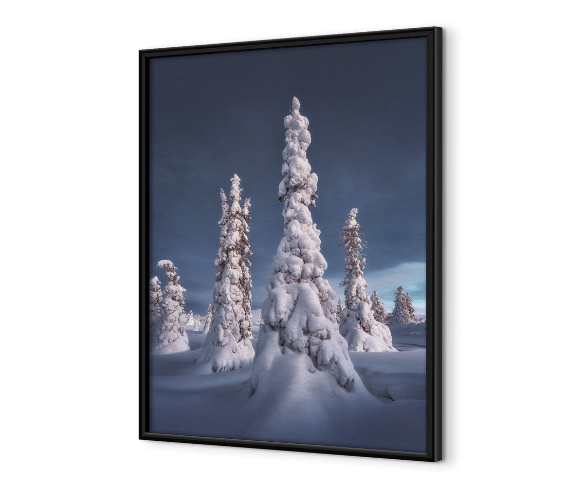 Towering Snow Covered Spruces Under Deep Blue Twilight Sky Poster - Image 4