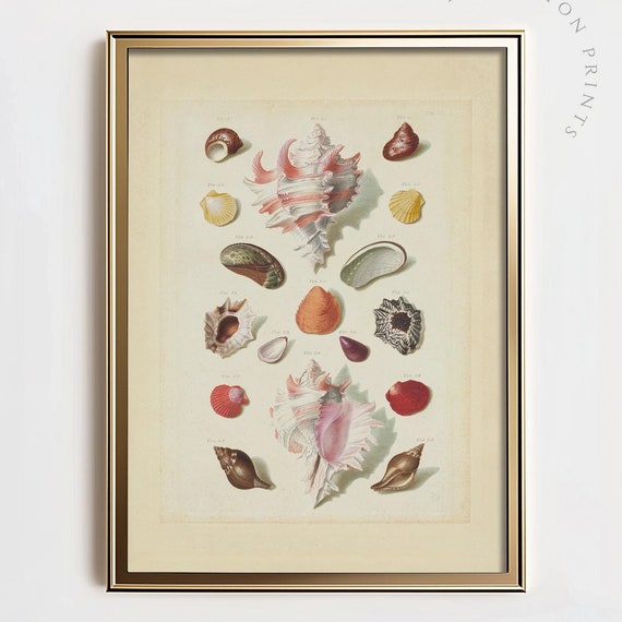 Vintage Seashells Poster Antique Naturalist Sketch Drawing Boho Beach Cowrie Shells Art Ocean Home Decor Coastal Nursery Print