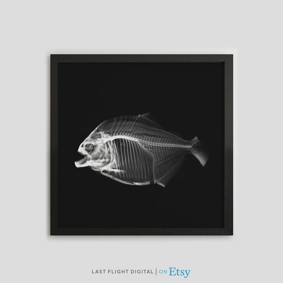 Fish X Ray Print Piranha Poster Piranha Print Fish Poster Black White Photo Piranha Illustration Fish Xray Macabre Goth Art Gothic