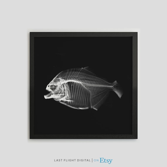 Piranha X Ray Fish Skeleton Art Black Background Ocean Poster