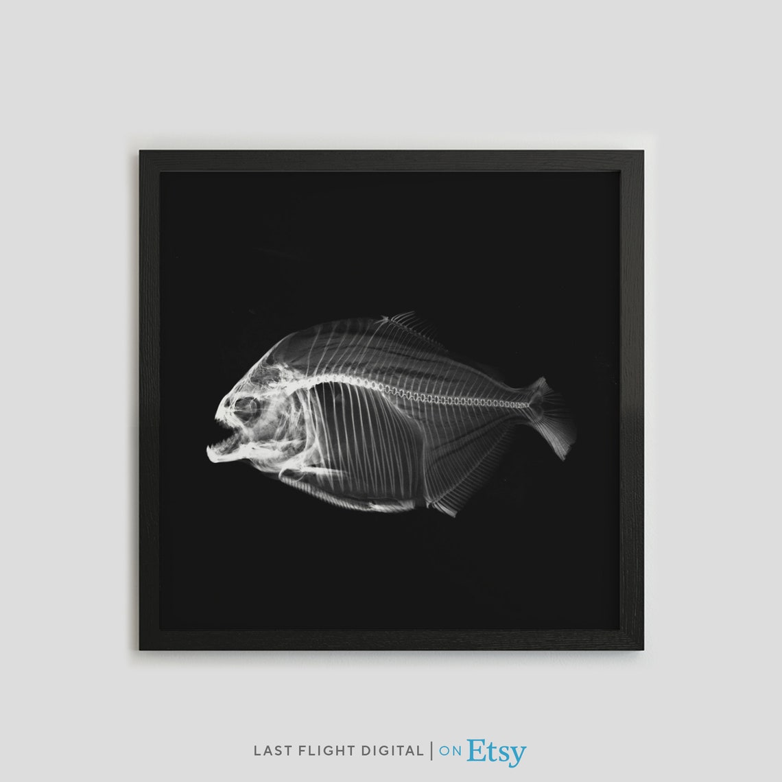 Piranha X Ray Fish Skeleton Art Black Background Ocean Poster