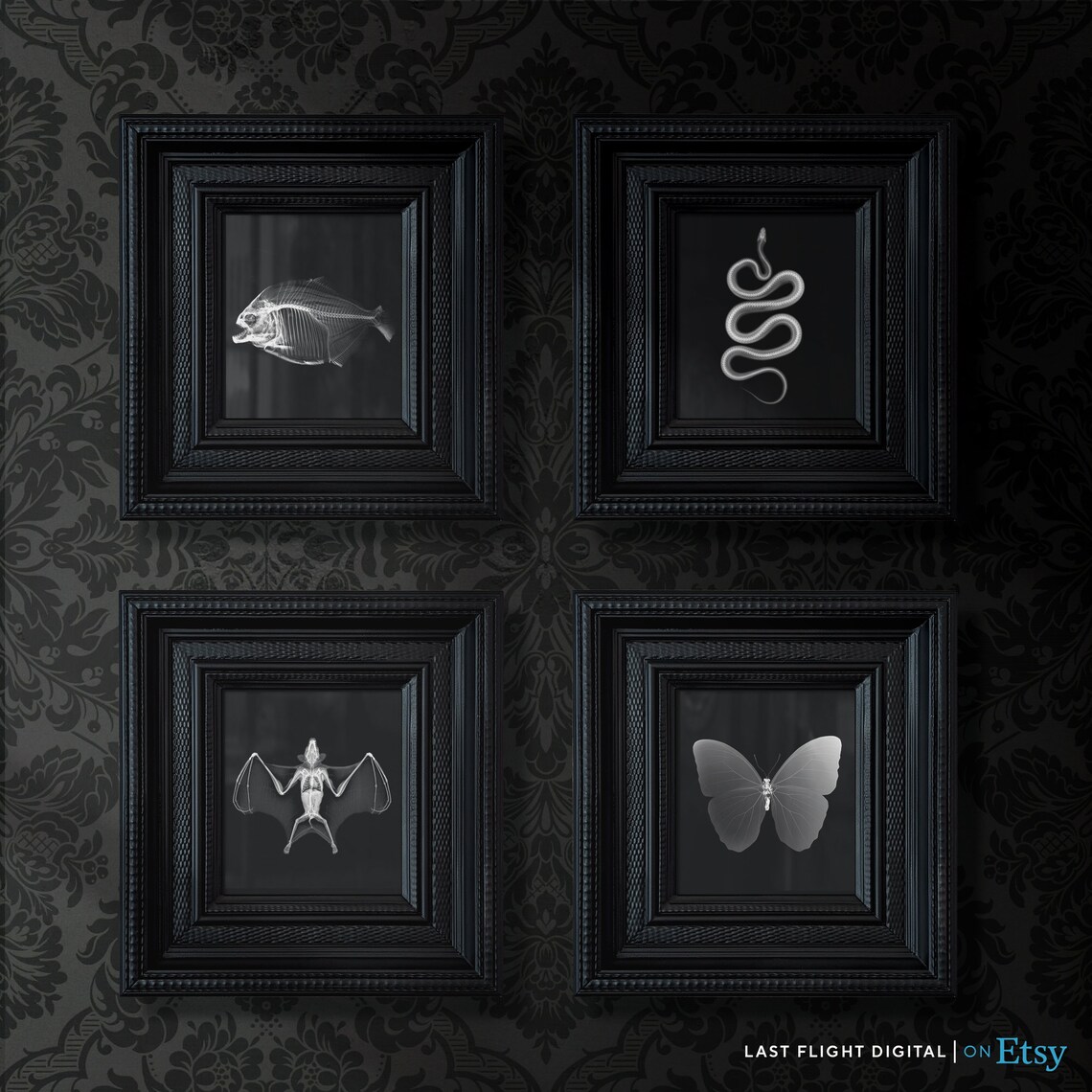 Piranha X Ray Fish Skeleton Art Black Background Ocean Poster - Image 3