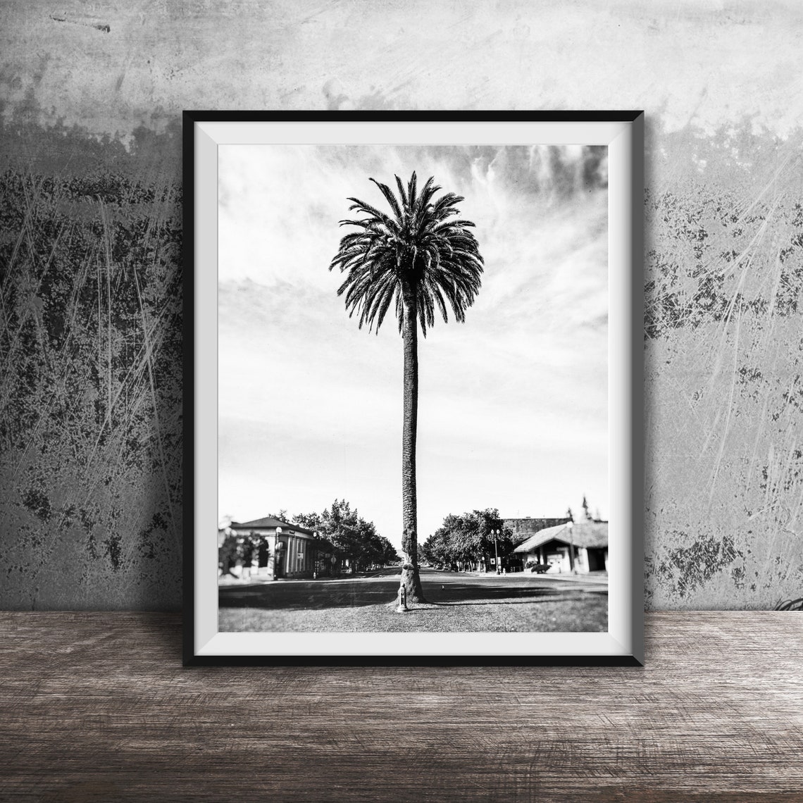 Sonoma California Tall Palm Tree Plaza Blue Sky Photo Poster - Image 2