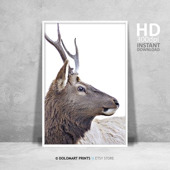 Majestic Elk Portrait Close Up Branching Antlers Wildlife Poster