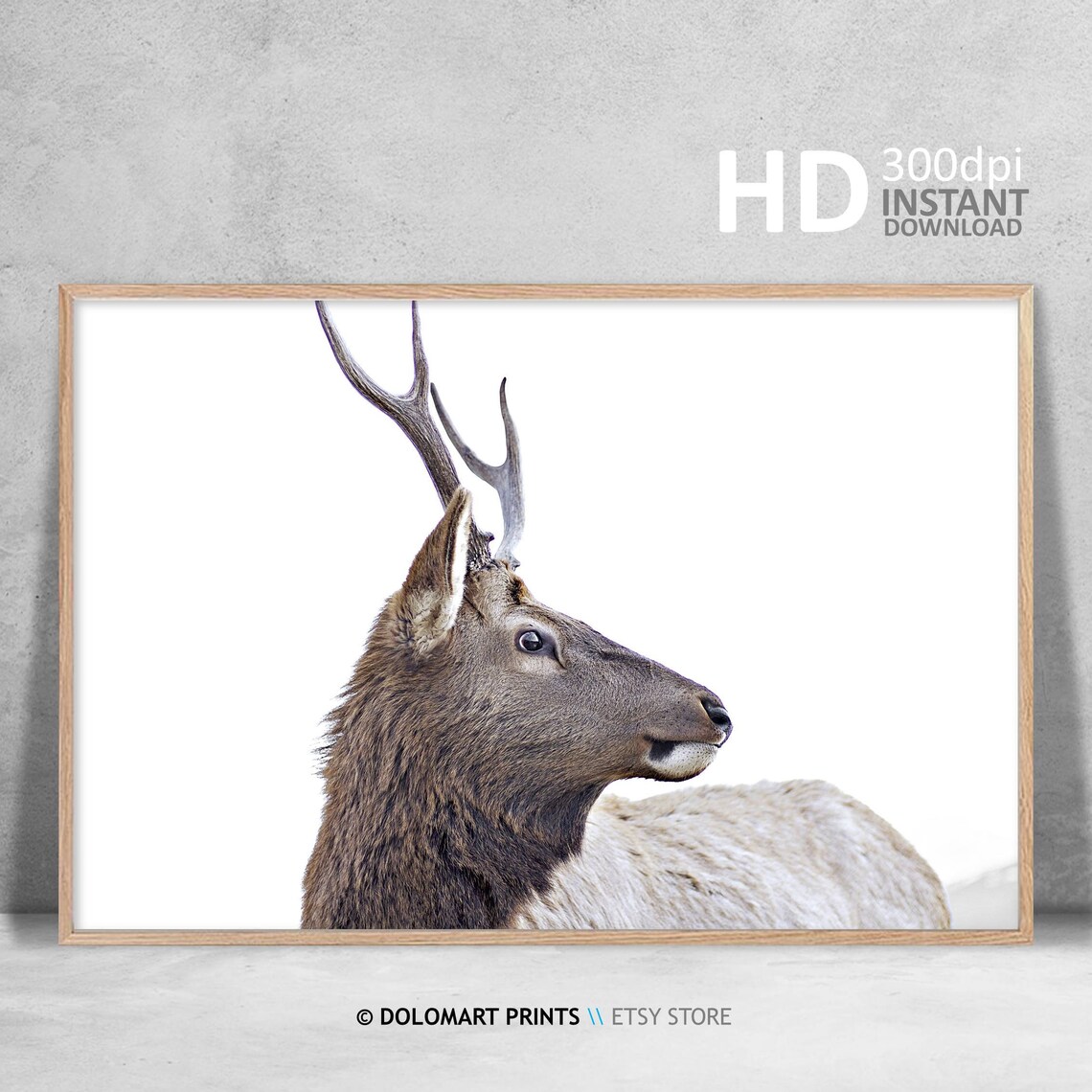 Elk Portrait White Background Wildlife Antlers Animal Photo Poster - Image 3