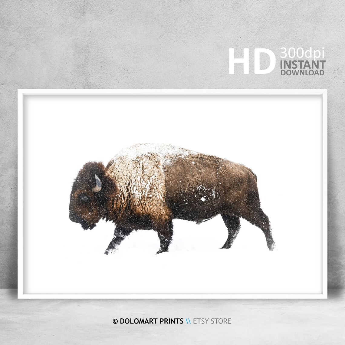 Bison Buffalo Wilderness Photography Art Print