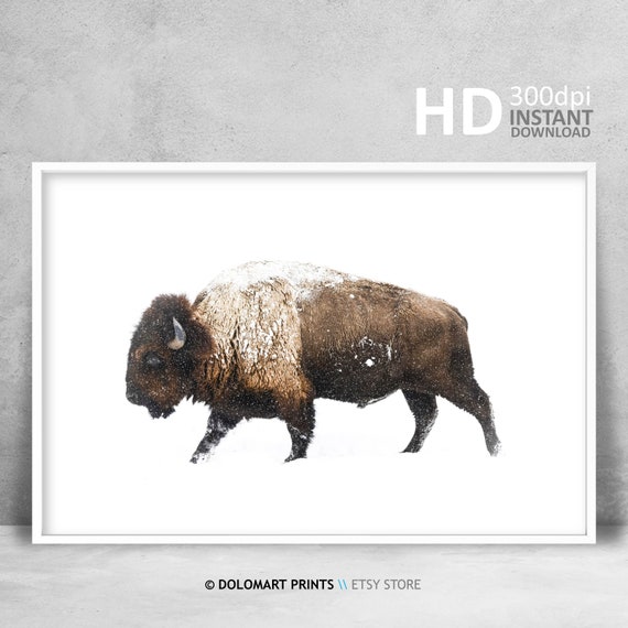 Bison Buffalo Wilderness Photography Art Print
