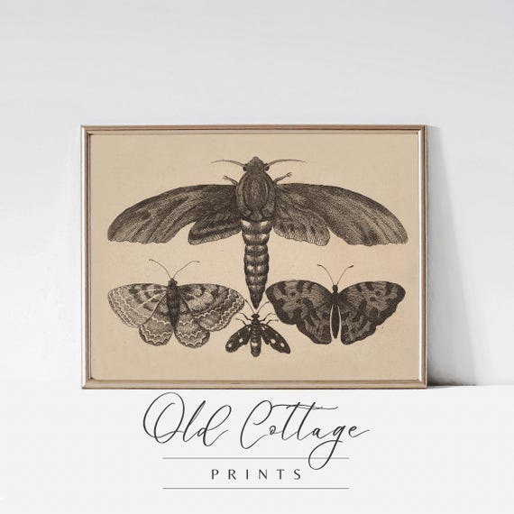 Detailed Moth Illustration Vintage Botanical Print Black And White Etching Art Moths Nature Inspired Moody Decor