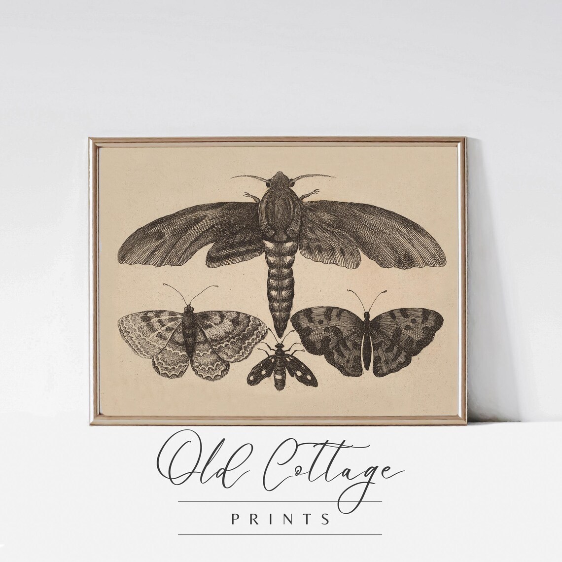 Detailed Moth Illustration Vintage Botanical Print Black And White Etching Art Moths Nature Inspired Moody Decor