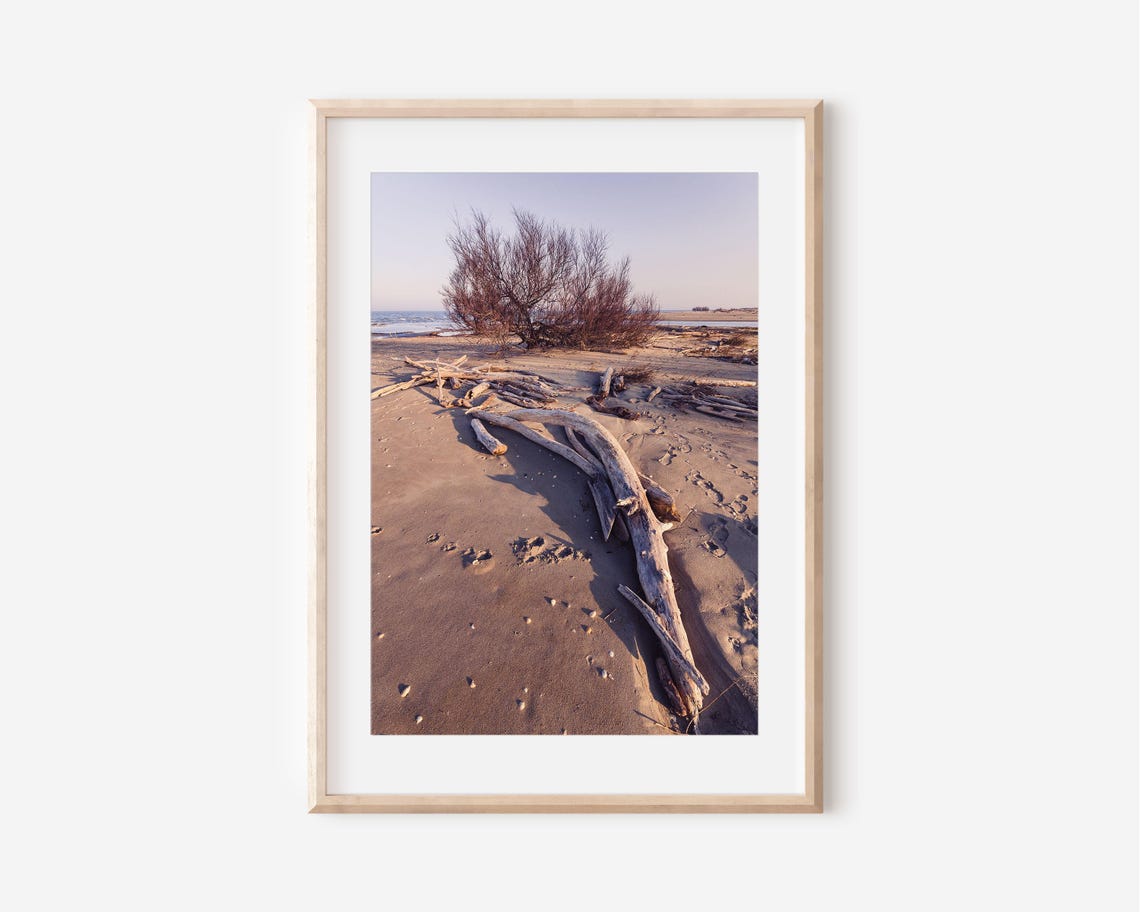 Driftwood on Sandy Beach at Sunset Golden Shore Photography Poster