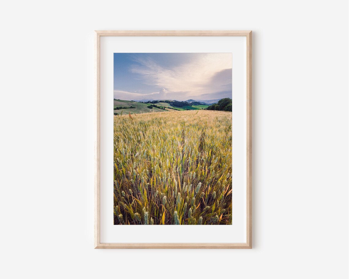 Golden Wheat Field Sunset Rolling Hills Countryside Photo Poster