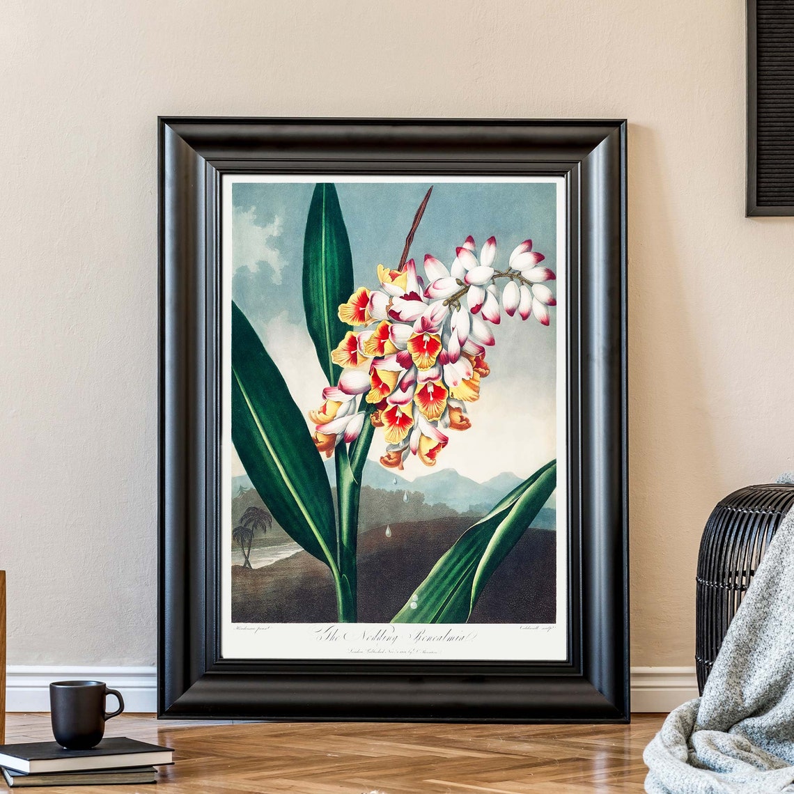 Robert John Thornton Nodding Renealmia Flower Botanical Poster - Image 4