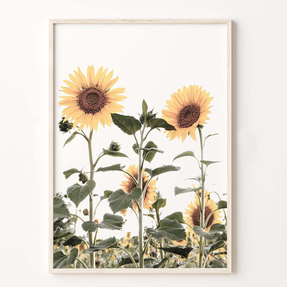 Sunflower Farmhouse Art Print, Rustic Floral Wall Art